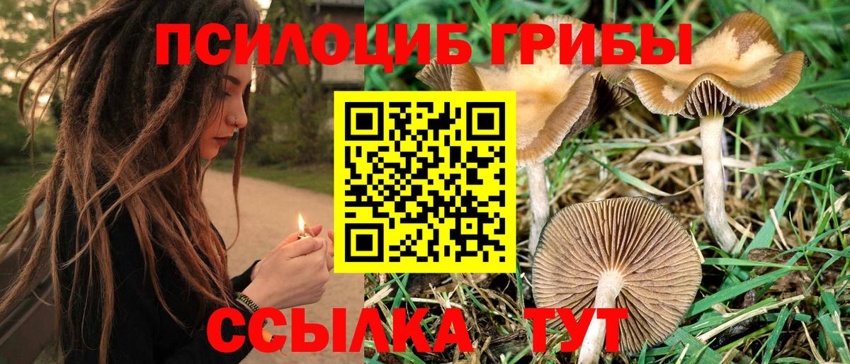 Псилоцибиновые грибы Cubensis Новошахтинск